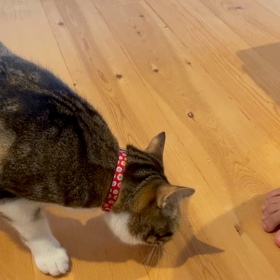 クローバーを食すの画像