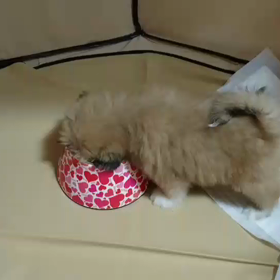 今日のはなの画像