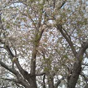 癒やしのきれいな声の画像