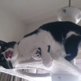 ☆もうすこしにゃのに～☆の画像