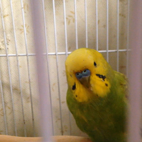 覚えた？の画像