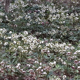 …風にゆれるクリスマスローズの画像