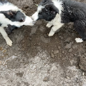 今日のチビ達の画像