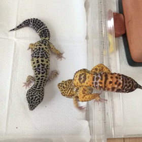 モカちゃん　次はピムにアタックの画像