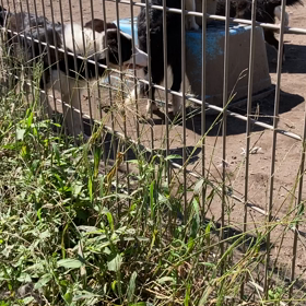 ボーダーコリー日常の画像