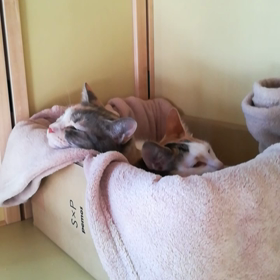 歌って　おはようの画像