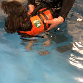 プール教室の画像