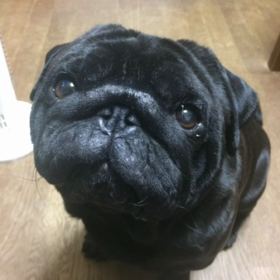 サブちゃんの岡山弁講座①の画像