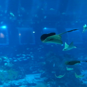 シーアクアリウム  続きの画像