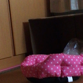 君に決めた！ビニールニャンスターの画像