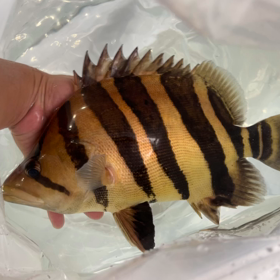 迫力のミドルサイズ！！の画像
