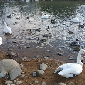 白鳥②－２の画像