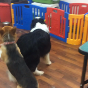 リリーちゃん&ピースの画像