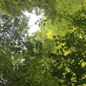 ハルニレデビューの画像