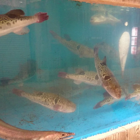 今日は住宅デーの画像