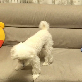 ゴロン習得の画像