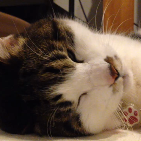 闘うつなの画像