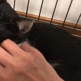 流石！ゴッドハンドの画像