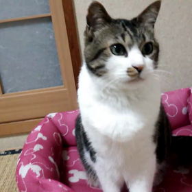 ☆自分の抜けたヒゲ…☆の画像