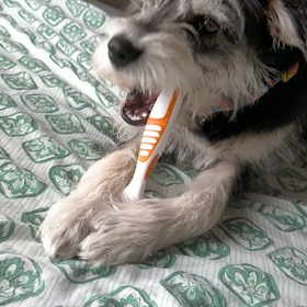 ラッキーの歯みがきの画像