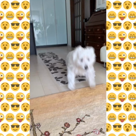 手荒い歓迎！の画像