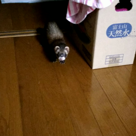 ショコラVSふぅちゃん(フェレット）の画像