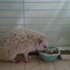 ＃ごはんタイム♪＃の画像