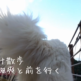 お出かけ散歩は帰りが大変( ^ω^ )の画像