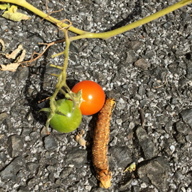 地球防衛　犯人確保　”やりたい放題”の画像