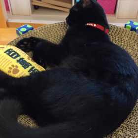 ツンデレラ姫の猫カフェ探訪　　　　ムービー⑵の画像