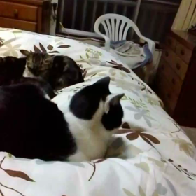 ”2017年に起こりそうな出来事オッズをブックメーカー発表！「世界が終わる」は5001倍！！”の画像