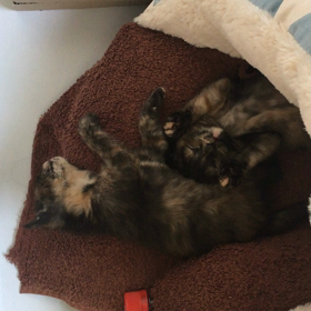 にゃんこが哺乳瓶でミルクタイムの画像