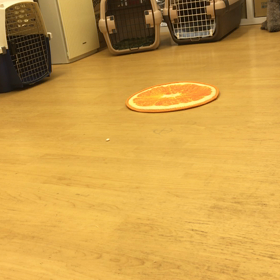 ワンコってそーゆーもんよ。の画像