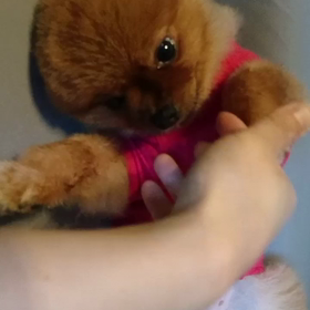 甘えんぼあずきの画像