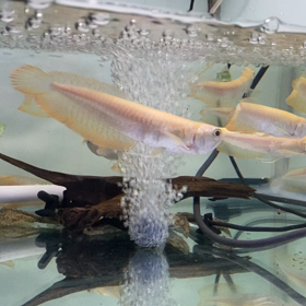 ★アルビノシルバー！★の画像