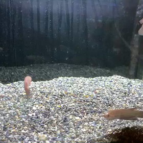 ワイルドベタ・シモルムですの画像