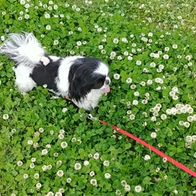 あの日の、サラダバーの画像