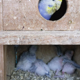 榮ちゃんのセキセイインコ飼育日記2020年3月29日の画像