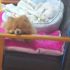 ねむいーの画像