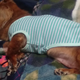 ☆ご無沙汰ライアン☆の画像