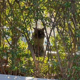 【3年前に棄てられた】モフくんの画像