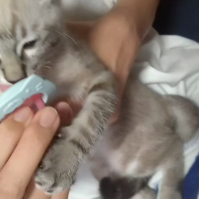 断乳作戦の画像