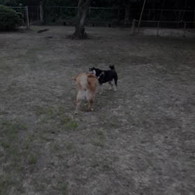 楽しいお散歩(笑)の画像