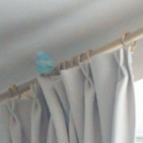 ピーちゃん放鳥中の画像