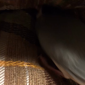 文鳥たち 昨日の夜…の画像