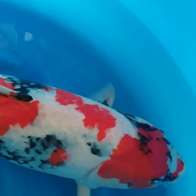 引き取りの画像