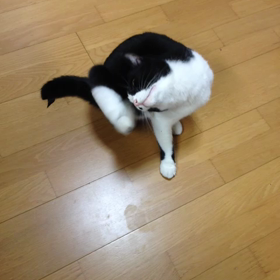 にゃー！にゃー！にゃー！！の画像