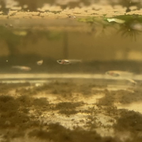 三色メダカ稚魚の画像