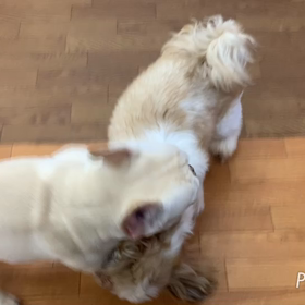 ロース君&ハル君の画像