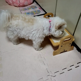 脱ステロイド目指しての画像